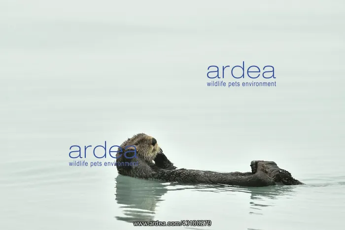 : Sea otter ( Enhydra lutris ) resting on the surface : Sea otter ( Enhydra lutris ) resting on the surface