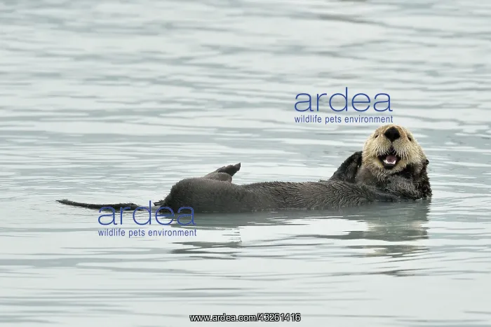 : Sea otter ( Enhydra lutris ) resting on the surface : Sea otter ( Enhydra lutris ) resting on the surface