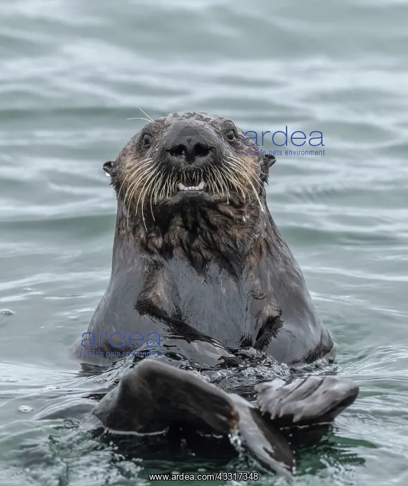 : Sea otter, Enhydra lutris, in the sea, on the coast : Sea otter, Enhydra lutris, in the sea, on the coast