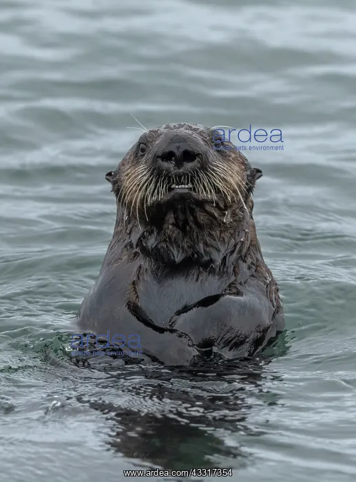 : Sea otter, Enhydra lutris, in the sea, on the coast : Sea otter, Enhydra lutris, in the sea, on the coast