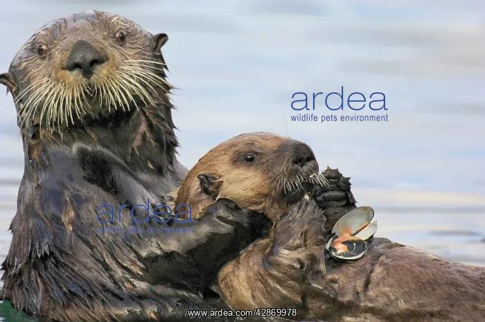 : Sea Otter - female holding young pup while it feeds on clam : Sea Otter - female holding young pup while it feeds on clam