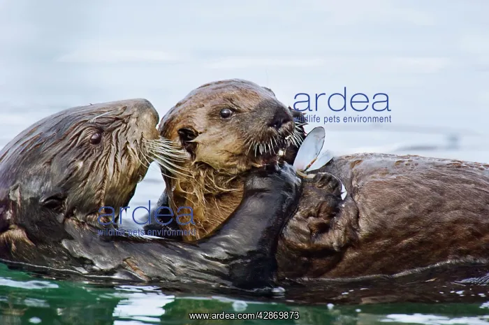 : Sea Otter - female sharing food with her pup : Sea Otter - female sharing food with her pup