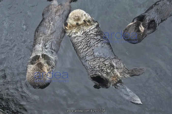 : Sea Otter - three floating on their backs : Sea Otter - three floating on their backs