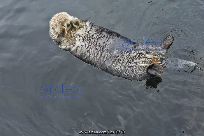 : Sea Otter - floating on back covering eyes with paws : Sea Otter - floating on back covering eyes with paws