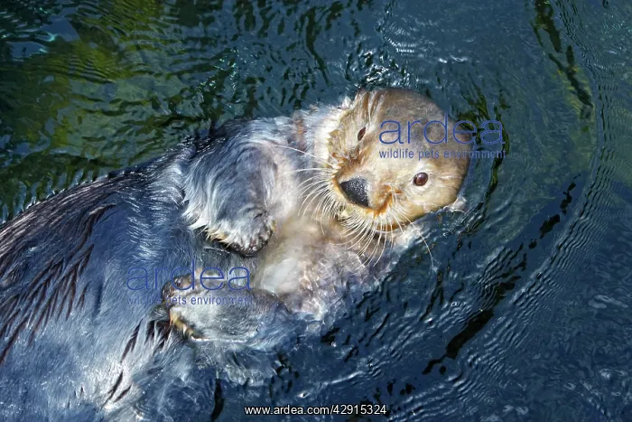  : Sea Otter - on back floating in water