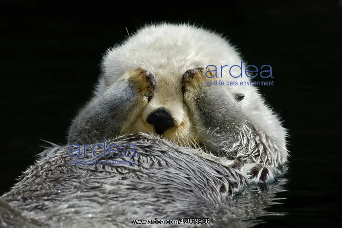 : Sea Otter - grooming : Sea Otter - grooming