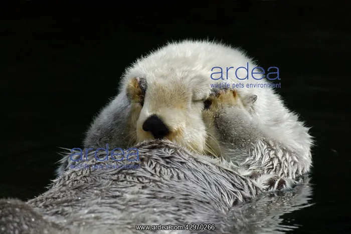 : Sea Otter - grooming : Sea Otter - grooming