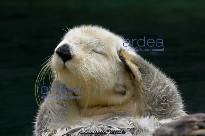 : Sea Otter - grooming : Sea Otter - grooming