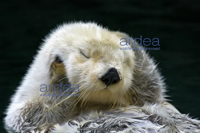 : Sea Otter - grooming : Sea Otter - grooming
