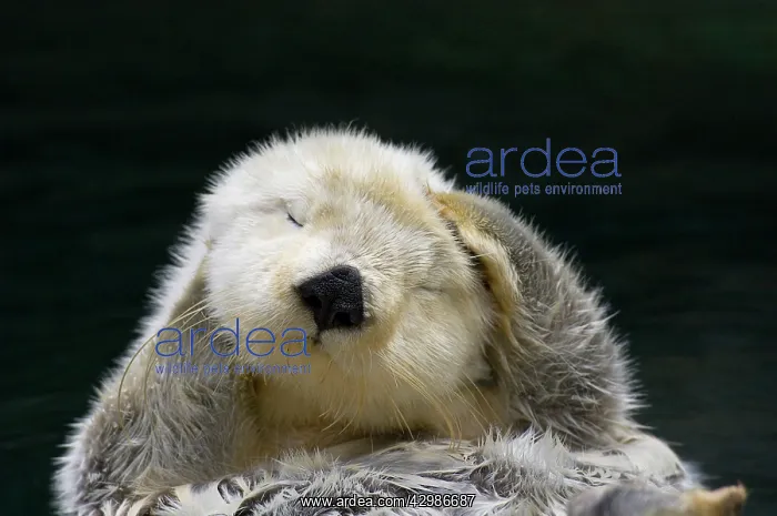 : Sea Otter - grooming : Sea Otter - grooming