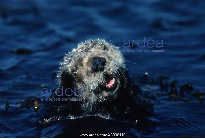 : SEA OTTER GROOMING : SEA OTTER GROOMING