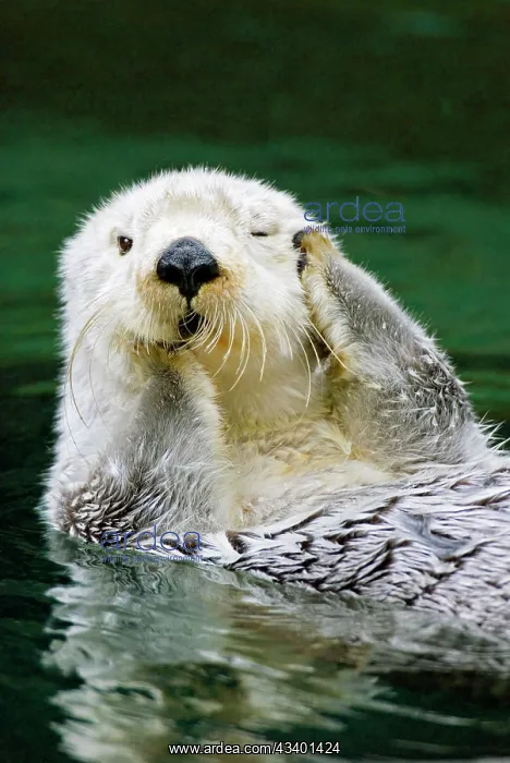 : Sea Otter - grooming : Sea Otter - grooming