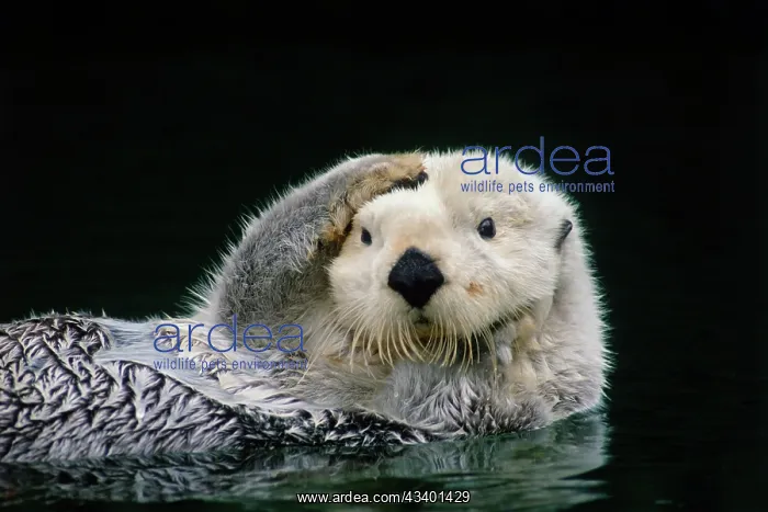 : Sea Otter - grooming : Sea Otter - grooming