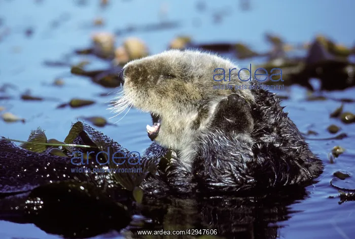 : Sea Otter - grooming itself resting in kelp bed : Sea Otter - grooming itself resting in kelp bed