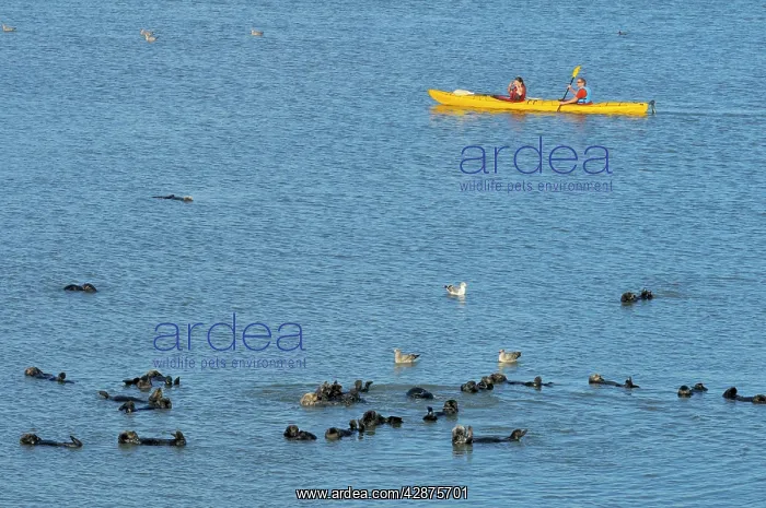 : Sea Otter - Kayakers paddling near a raft of sea : Sea Otter - Kayakers paddling near a raft of sea