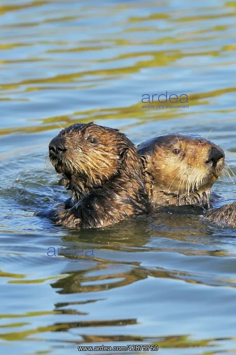 : Sea Otter - mother with immature (3 to 4 month : Sea Otter - mother with immature (3 to 4 month