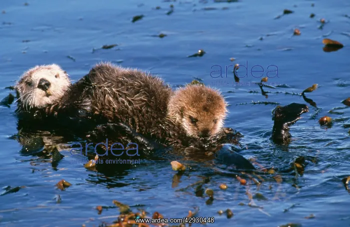 : Sea Otter - mother & pup : Sea Otter - mother & pup