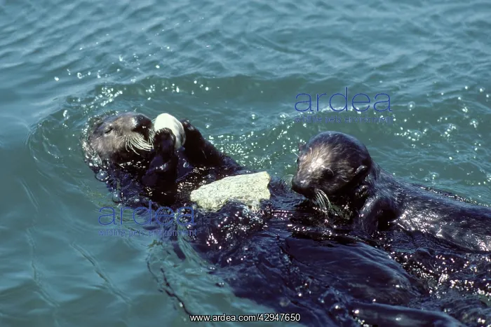 : Sea Otter - Mother and pup : Sea Otter - Mother and pup