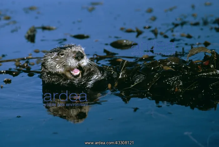 : SEA OTTER - with mouth open, resting with kelp wrapped : SEA OTTER - with mouth open, resting with kelp wrapped