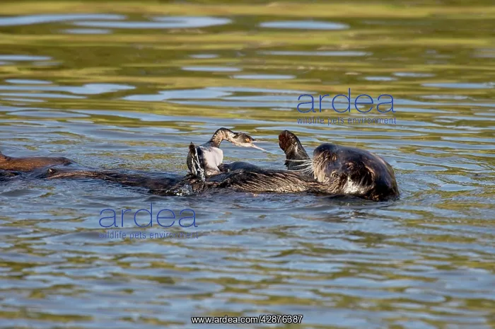 : Sea Otter - playing with grebe : Sea Otter - playing with grebe