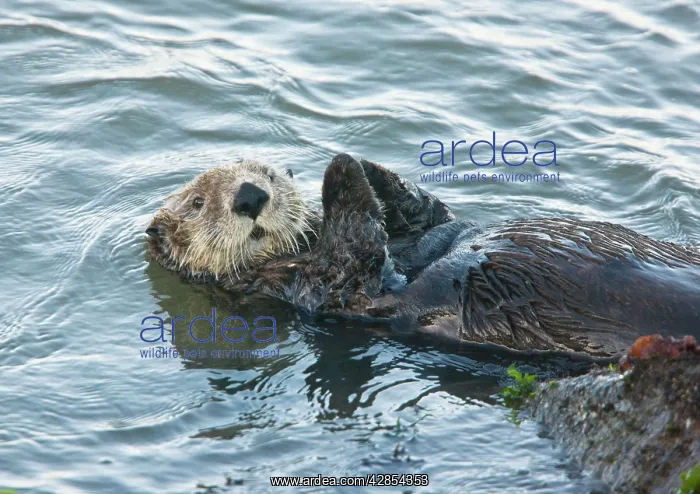 : Sea Otter - playing and relaxing in the sea : Sea Otter - playing and relaxing in the sea