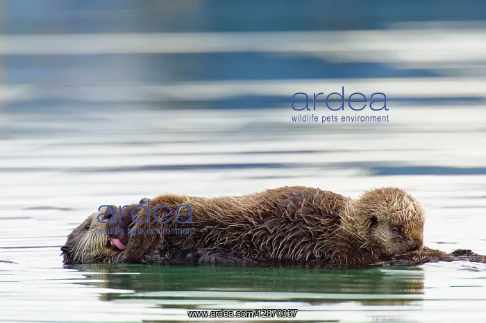 : Sea Otter - pup nursing while mother grooms pup : Sea Otter - pup nursing while mother grooms pup
