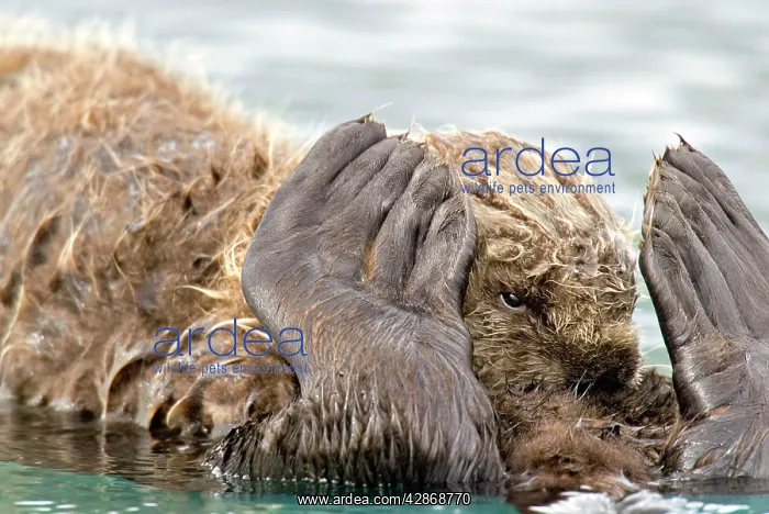 : Sea Otter - pup nursing while resting on mothers tummy : Sea Otter - pup nursing while resting on mothers tummy