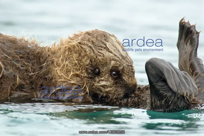 : Sea Otter - pup nursing in water : Sea Otter - pup nursing in water