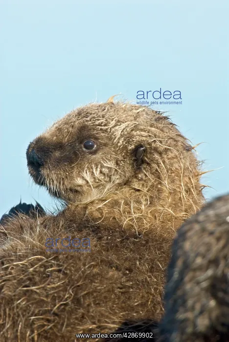 : Sea Otter - pup resting against mother : Sea Otter - pup resting against mother