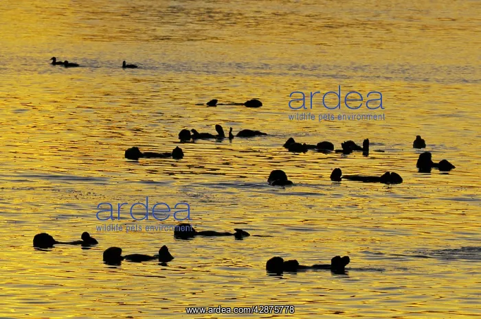 : Sea Otter - raft at sunrise : Sea Otter - raft at sunrise