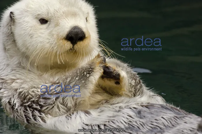 : Sea Otter - resting on back : Sea Otter - resting on back