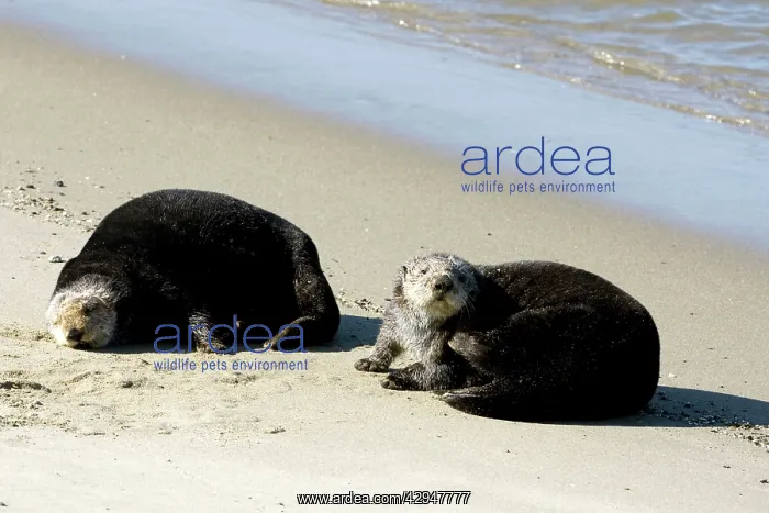 : Sea otter - resting on a beach at Moss Landing : Sea otter - resting on a beach at Moss Landing