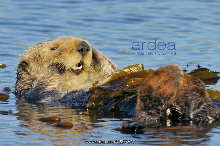 : Sea Otter - resting in kelp : Sea Otter - resting in kelp
