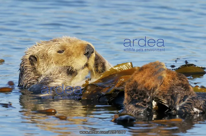: Sea Otter - resting in kelp : Sea Otter - resting in kelp