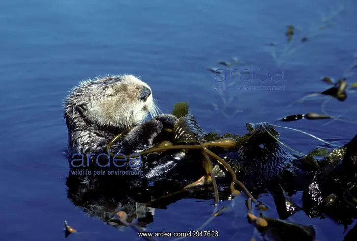: Sea Otter - resting in kelp bed : Sea Otter - resting in kelp bed