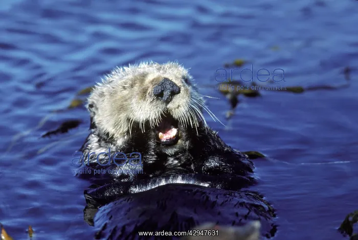 : Sea Otter - resting in kelp bed : Sea Otter - resting in kelp bed
