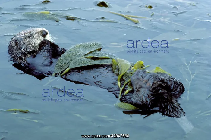 : Sea Otter - resting in kelp bed : Sea Otter - resting in kelp bed