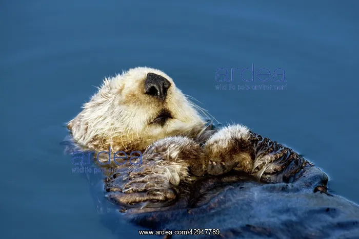 : Sea Otter - resting in the protected waters of : Sea Otter - resting in the protected waters of