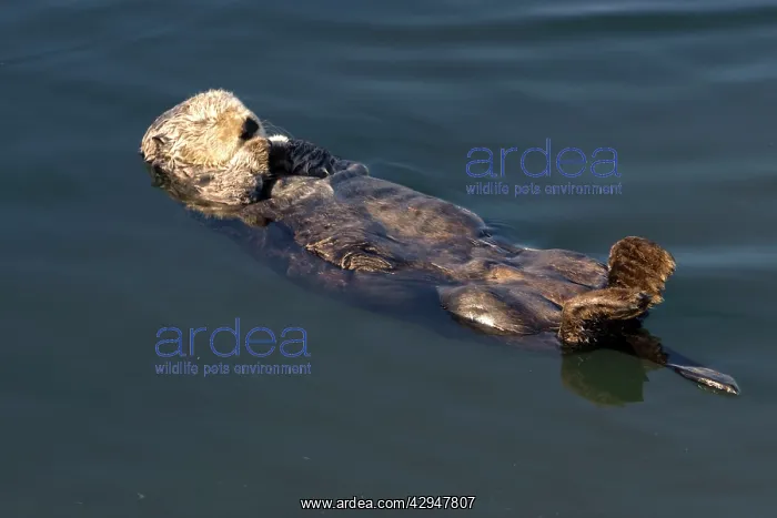 : Sea Otter - resting in the protected waters of : Sea Otter - resting in the protected waters of