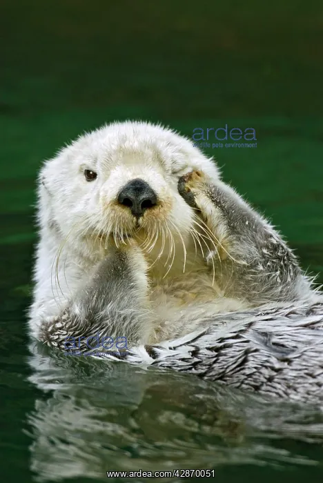 : Sea Otter - scratching eye in water : Sea Otter - scratching eye in water