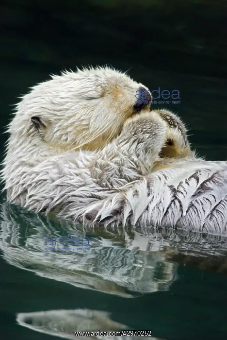 : Sea Otter - sleeping : Sea Otter - sleeping
