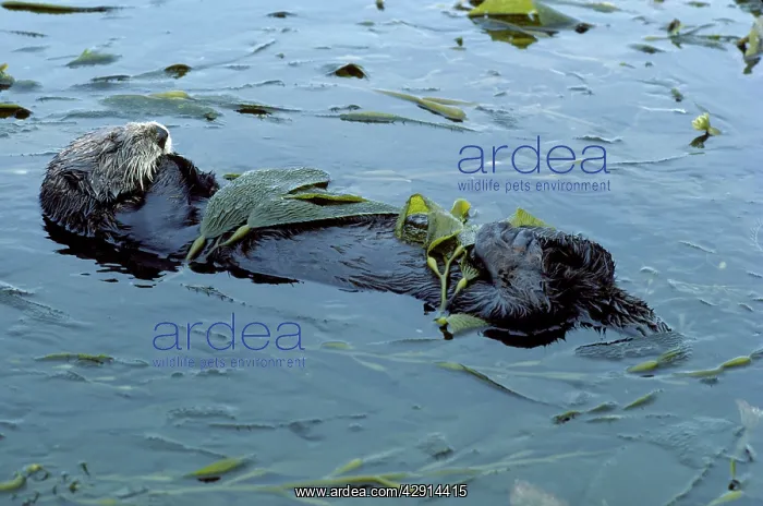 : SEA OTTER - sleeping, lying on back in water. Resting : SEA OTTER - sleeping, lying on back in water. Resting