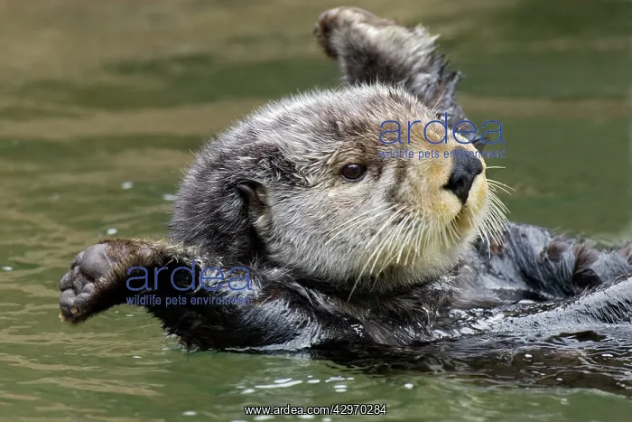 : Sea Otter - stretching after short nap : Sea Otter - stretching after short nap
