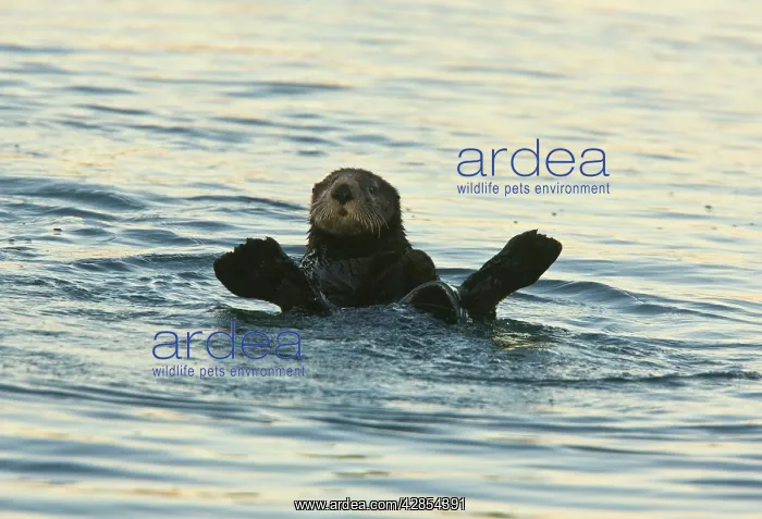 : Sea Otter - surfacing after feeding in the sea : Sea Otter - surfacing after feeding in the sea