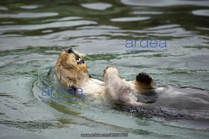 : Sea Otter - Swimming on back : Sea Otter - Swimming on back