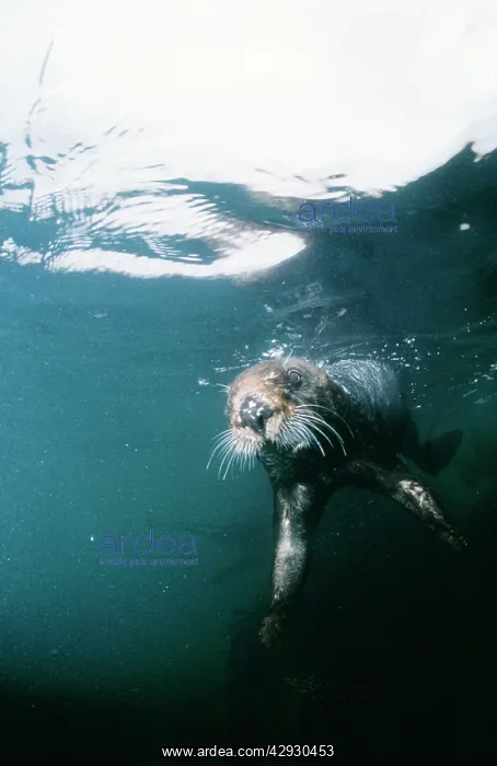: Sea Otter - underwater : Sea Otter - underwater