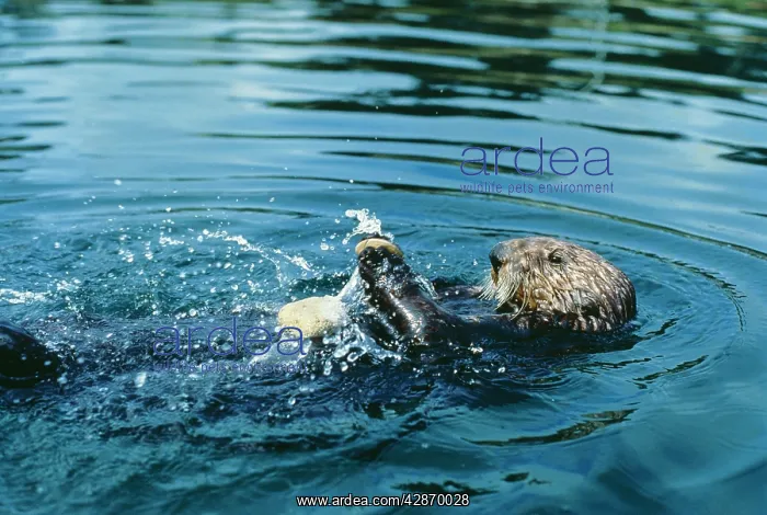 : Sea OTTER - Using rock to crack clam : Sea OTTER - Using rock to crack clam
