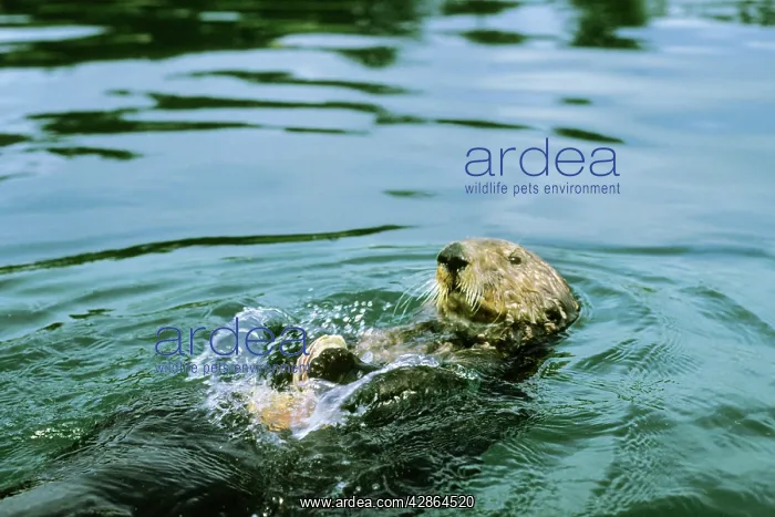 : Sea Otter - Using tool to crack clam on rock : Sea Otter - Using tool to crack clam on rock