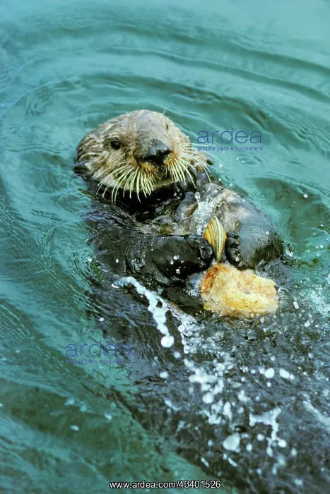 : Sea Otter - Using tool to crack clam on rock : Sea Otter - Using tool to crack clam on rock
