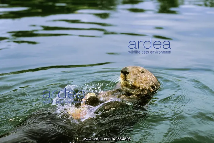 : Sea Otter - Using tool cracking clam on rock : Sea Otter - Using tool cracking clam on rock